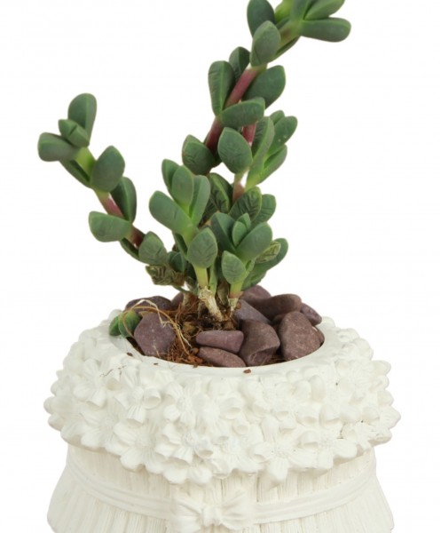 Mini Çiçek Saksı Küçük Sukulent Beyaz Kaktüs Saksısı Çiçekli Fiyonklu Model